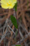 Carolina frostweed